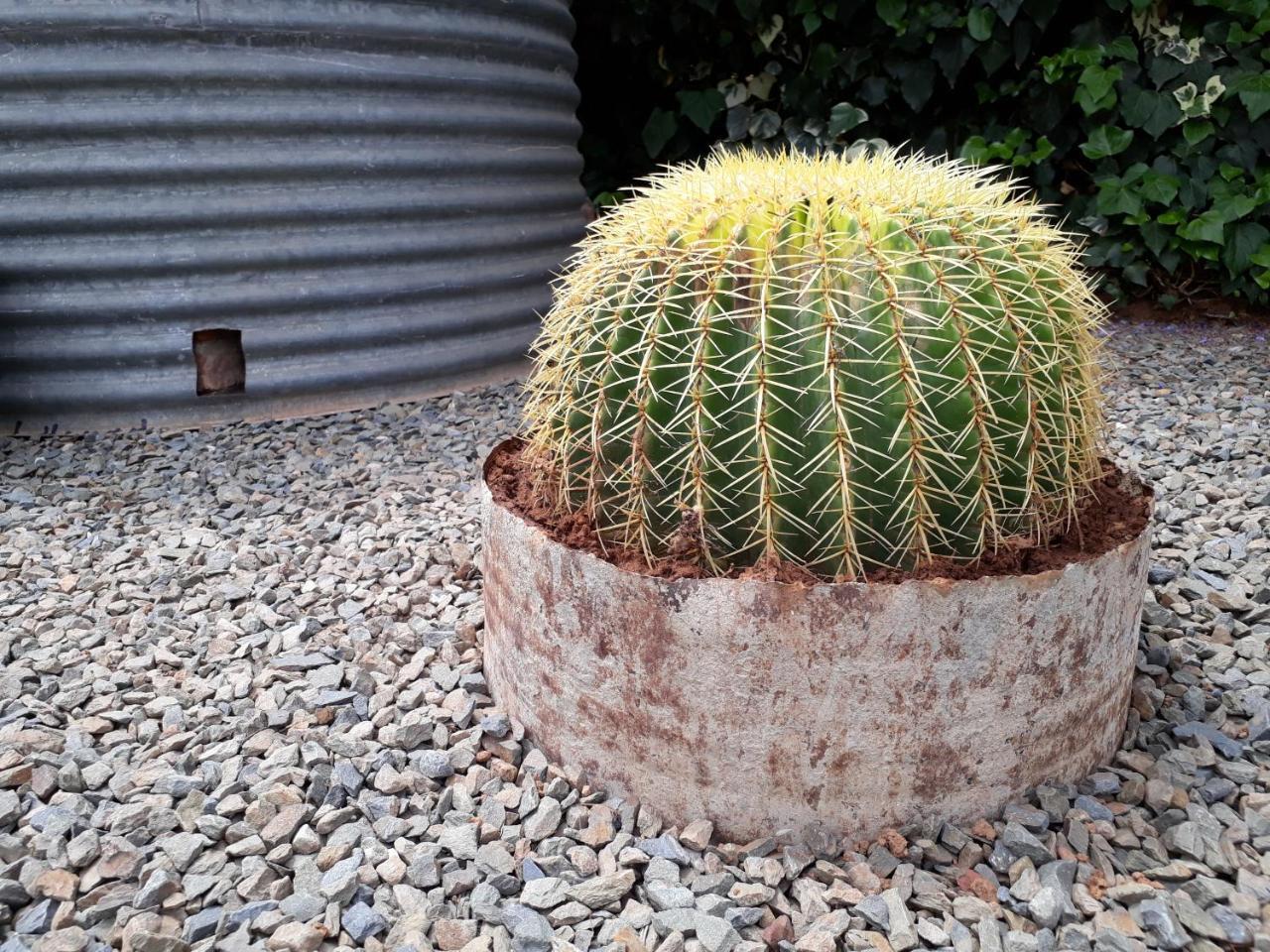 Karoo Sun Boutique Guest House Oudtshoorn Bagian luar foto